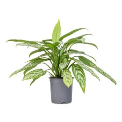 Aglaonema Silver Queen - Chinese Evergreen 20 Aglaonema Silver Queen - Chinese Evergreen -Greencore Store Aglaonema Silver Queen Chinese Evergreen 17x60cm 2