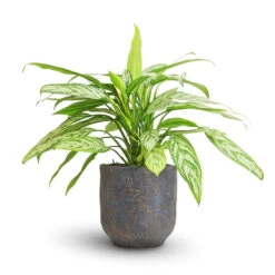 Greencore Store 21 Aglaonema Silver Queen - Chinese Evergreen