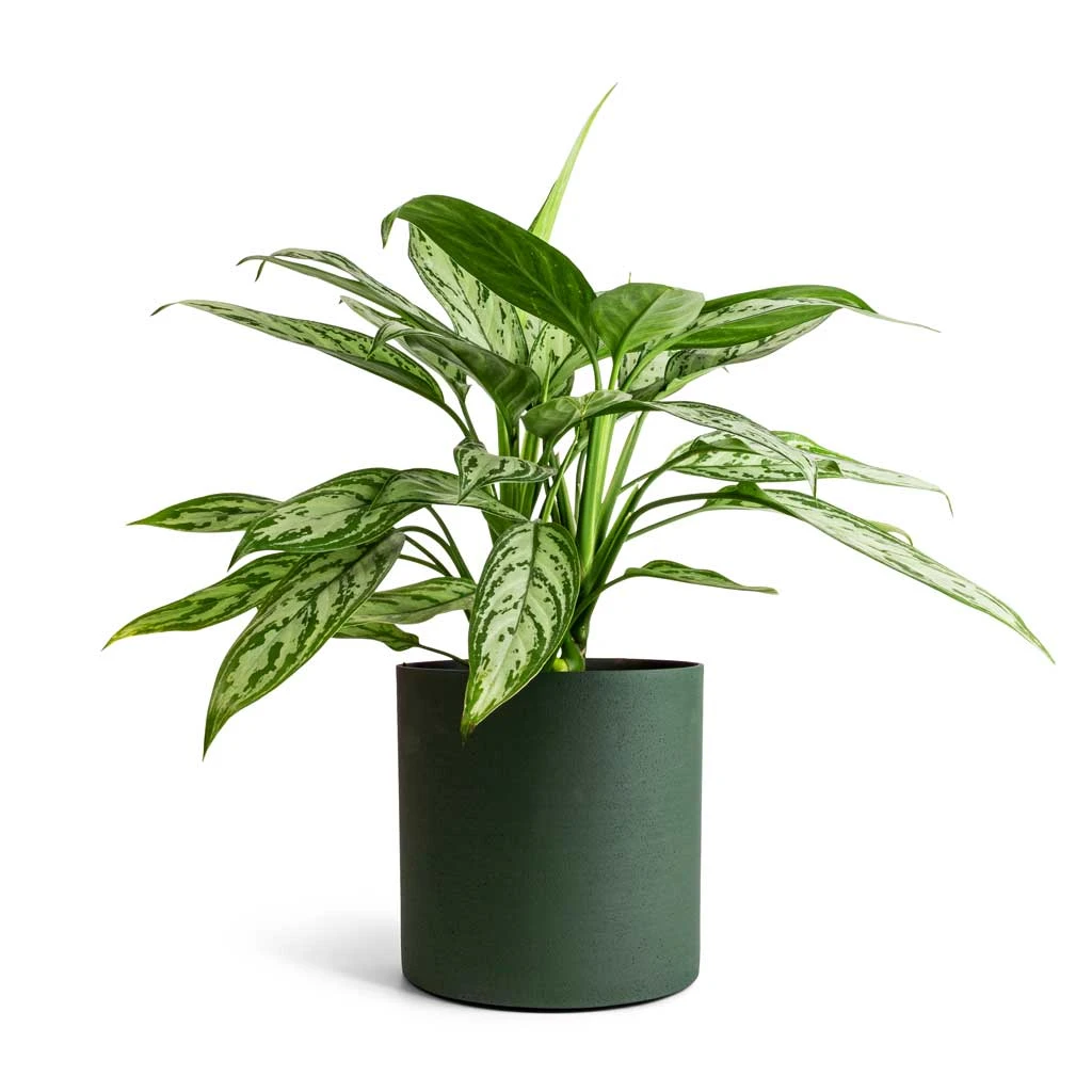 Aglaonema Silver Queen - Chinese Evergreen 9 Aglaonema Silver Queen - Chinese Evergreen - Image 8