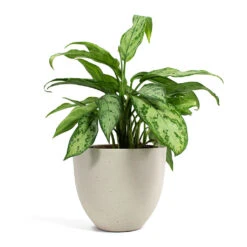 Aglaonema Silver Queen - Chinese Evergreen 27 Aglaonema Silver Queen - Chinese Evergreen -Greencore Store Aglaonema Silver Queen Chinese Evergreen Coral Refined Planter Natural White a6ce56f0 a0ee 4e36 9c90 e677039b32e9