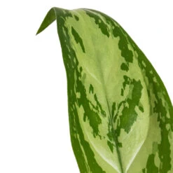 Greencore Store -Greencore Store Aglaonema Silver Queen Chinese Evergreen DETAIL 2