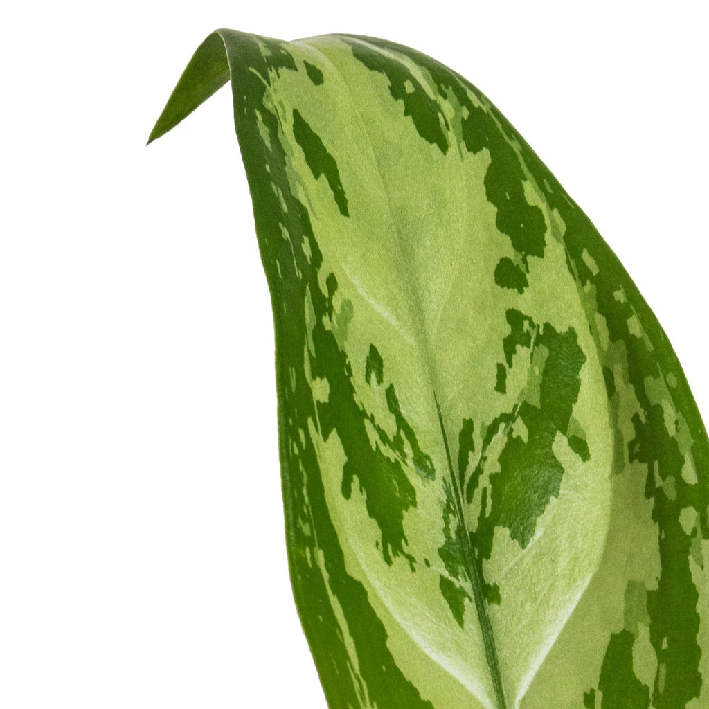Aglaonema Silver Queen - Chinese Evergreen 3 Aglaonema Silver Queen - Chinese Evergreen - Image 2