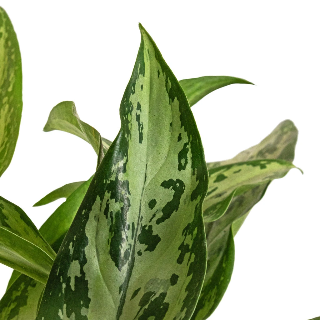 Aglaonema Silver Queen - Chinese Evergreen 5 Aglaonema Silver Queen - Chinese Evergreen - Image 4