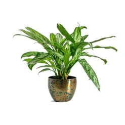 Aglaonema Silver Queen - Chinese Evergreen 28 Aglaonema Silver Queen - Chinese Evergreen -Greencore Store Aglaonema Silver Queen Chinese Evergreen Kian Metal Plant Pots Set of 3 Sky Burn