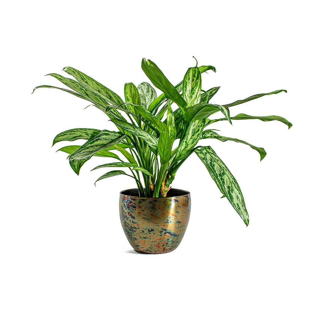 Aglaonema Silver Queen - Chinese Evergreen 14 Aglaonema Silver Queen - Chinese Evergreen - Image 13