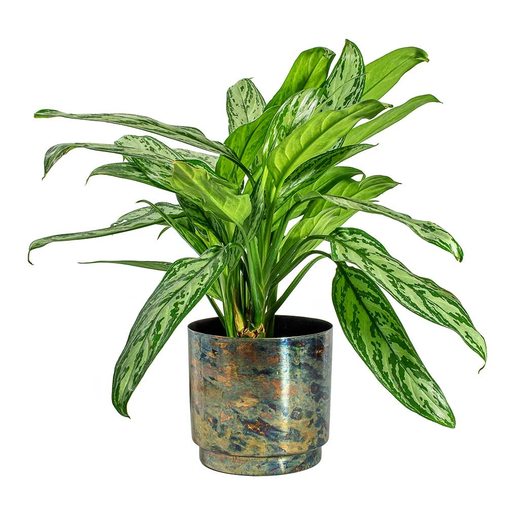 Aglaonema Silver Queen - Chinese Evergreen 15 Aglaonema Silver Queen - Chinese Evergreen - Image 14