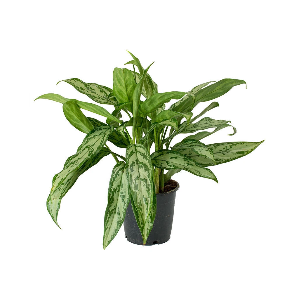 Aglaonema Silver Queen - Chinese Evergreen 12 Aglaonema Silver Queen - Chinese Evergreen - Image 11