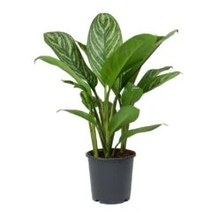 Aglaonema Stripes - Chinese Evergreen -Greencore Store Aglaonema Stripes Chinese Evergreen 1