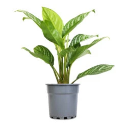 Aglaonema Stripes - Chinese Evergreen -Greencore Store Aglaonema Stripes Chinese Evergreen 17x55cm