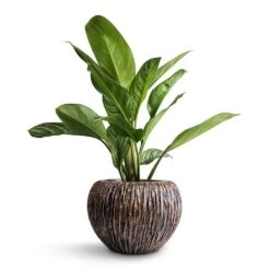 Luxe Lite Waterfall Globe Planter - Bronze -Greencore Store Aglaonema Stripes Chinese Evergreen 17x55cm Luxe Lite Waterfall Globe Planter Bronze 28x20cm