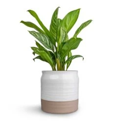 Puro Ripple Plant Pot - White 13 Puro Ripple Plant Pot - White -Greencore Store Aglaonema Stripes Chinese Evergreen 17x55cm Puro Ripple Plant Pot White 21x19cm