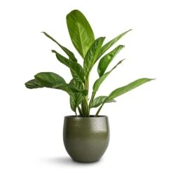 Aglaonema Stripes - Chinese Evergreen -Greencore Store Aglaonema Stripes Chinese Evergreen 17x55cm Zembla Plant Pot Green 22x20cm