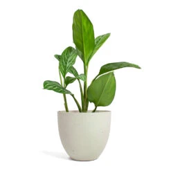 Coral Refined Planter - Natural White -Greencore Store Aglaonema Stripes Chinese Evergreen Coral Refined Planter Natural White