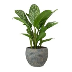 Aglaonema Stripes - Chinese Evergreen -Greencore Store Aglaonema Stripes Chinese Evergreen Fay Plant Pot