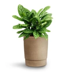 Chao Plant Pot - Concrete -Greencore Store Aglaonema Stripes Chinese Evergreen Hydroculture Chao Plant Pot Concrete a5a1b611 de8d 4d26 ad3a 6afbb53e4973