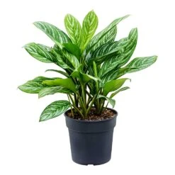 Aglaonema Stripes - Chinese Evergreen -Greencore Store Aglaonema Stripes Chinese Evergreen Large