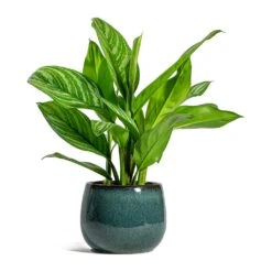 Aglaonema Stripes - Chinese Evergreen -Greencore Store Aglaonema Stripes Chinese Evergreen Odile Plant Pot Moss 907b4141 7b84 4a55 a403 a55a1c6f280d