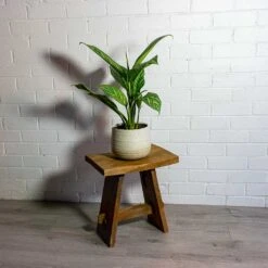 Aglaonema Stripes - Chinese Evergreen -Greencore Store Aglaonema Stripes Chinese Evergreen iris sand plant pot natural 32b7ed61 17a3 4152 901e 2d3b661bf464