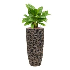 Luxe Lite Moon Partner Planter - Bronze -Greencore Store Aglaonema Stripes ChineseEvergreen Hydrocare Luxe Lite Moon Partner Planter Bronze cd3df0e9 7659 4095 b089 1d04e64150dc