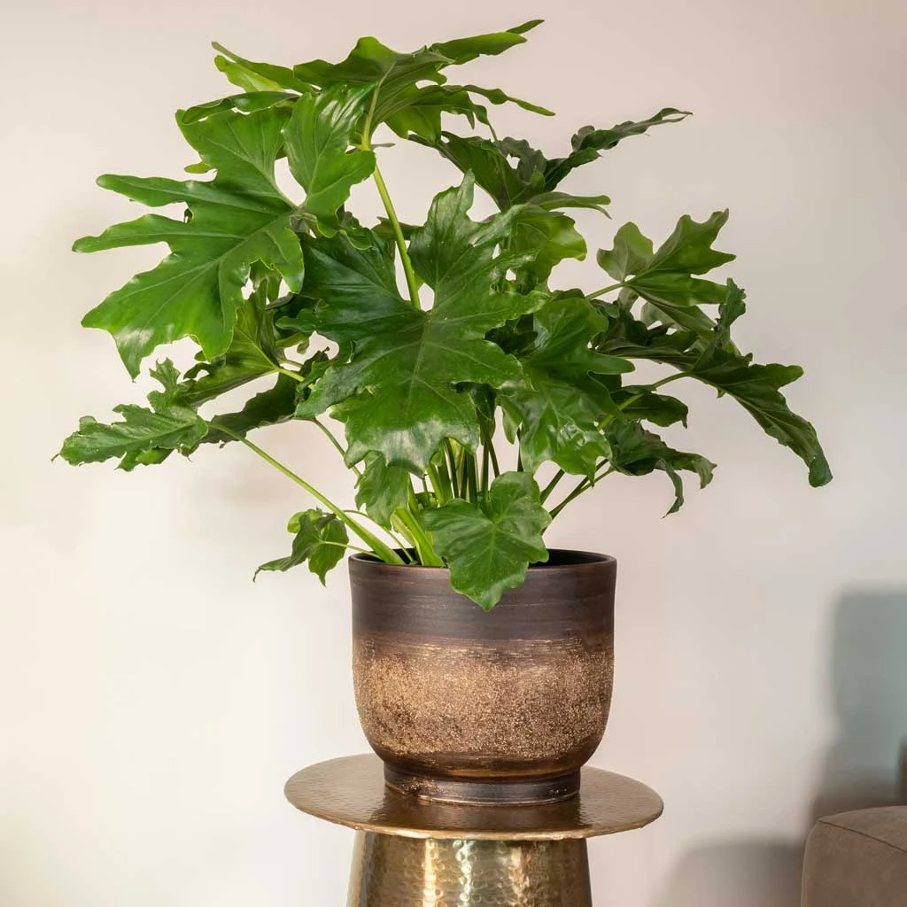 Aico Plant Pot - Shiny Brown 4 Aico Plant Pot - Shiny Brown - Image 2