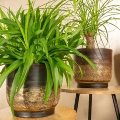 Aico Plant Pot - Shiny Brown 20 Aico Plant Pot - Shiny Brown -Greencore Store Aico shiny brown 05