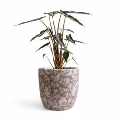 Alocasia Bambino Arrow - Jewel Alocasia -Greencore Store Alocasia Bambino Arrow Jewel Alocasia 14x35cm Monza Plant Pot Vintage Grey 17x17cm 47056870 093b 4b2b bd09 9244d03a694f