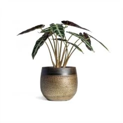 Alocasia Bambino Arrow - Jewel Alocasia -Greencore Store Alocasia Bambino Arrow Jewel Alocasia 14x35cm Mya Plant Pot Deep Champagne 18x16cm