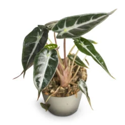Alocasia Bambino Arrow - Jewel Alocasia -Greencore Store Alocasia Bambino Arrow Jewel Alocasia 9x15cm 2