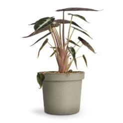 Alocasia Bambino Arrow - Jewel Alocasia -Greencore Store Alocasia Bambino Arrow Jewel Alocasia 9x15cm