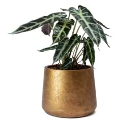 Alocasia Bambino Arrow - Jewel Alocasia -Greencore Store Alocasia Bambino Arrow Jewel Alocasia Metallic Copper Patt Plant Pot