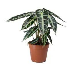 Alocasia Bambino Arrow - Jewel Alocasia -Greencore Store Alocasia Bambino Arrow Jewel Alocasia v2