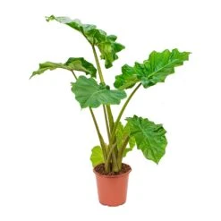 Alocasia Portodora - Upright Elephant Ear -Greencore Store Alocasia Portadora Upright Elephant Ear