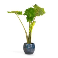 Alocasia Portodora - Upright Elephant Ear -Greencore Store Alocasia Portodora Upright Elephant Ear 24x90cm Aimee Plant Pot River Blue 33x28cm