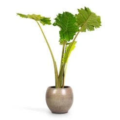 Alocasia Portodora - Upright Elephant Ear -Greencore Store Alocasia Portodora Upright Elephant Ear 24x90cm Ayla Plant Pot Grey Brushed 37x32cm