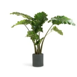 Max Refined Planter - Pine Green 28 Max Refined Planter - Pine Green -Greencore Store Alocasia Portodora Upright Elephant Ear 24x90cm Max Refined Planter Pine Green 29x29.5cm 0374f753 a656 448c 9ee1 ec4106993241