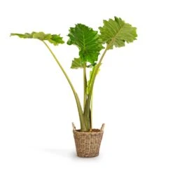 Alocasia Portodora - Upright Elephant Ear -Greencore Store Alocasia Portodora Upright Elephant Ear 24x90cm Nanna Wikr Plant Basket Natural 30x32cm