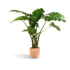 Alocasia Portodora - Upright Elephant Ear -Greencore Store Alocasia Portodora Upright Elephant Ear 24x90cm Terracotta Plant Pot 30x26cm