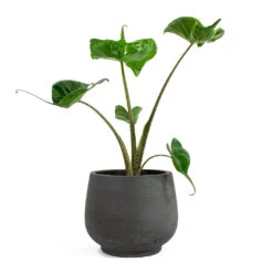 Mini Pixie Plant Pot - Black Washed -Greencore Store Alocasia Stingray Elephant Ear Mini Pixie Plant Pot Black Washed