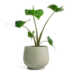 Mini Pixie Plant Pot - Grey Washed -Greencore Store Alocasia Stingray Elephant Ear Mini Pixie Plant Pot Grey Washed