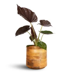 Helle Plant Pot - Natural -Greencore Store Alocasia Wentii Hardy Elephant Ear 19x65cm Helle Plant Pot Natural 26x25cm e8c24fc5 f22f 4f84 bacc d255303853b5