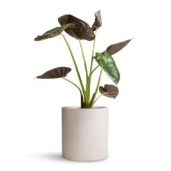 Max Refined Planter - Natural White 18 Max Refined Planter - Natural White -Greencore Store Alocasia Wentii Hardy Elephant Ear 19x65cm Max Refined Planter Natural White 29x29.5cm d4ea101c 622f 46d9 991b b420903e5507