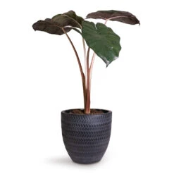 Angle Couple Plant Pot - Anthracite -Greencore Store Alocasia Yucatan Princess Elephant Ear 17x65cm Angle Couple Plant Pot Anthracite 24x23cm 5c7907f1 2432 47f1 b2d3 f4b2f311a2cc