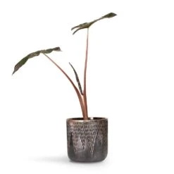 Luxe Lite Comet Cylinder Planter - Bronze -Greencore Store Alocasia Yucatan Princess Elephant Ear 17x65cm Luxe Lite Comet Cylinder Planter Bronze 28x27cm 2298b8f8 948d 4958 8690 5b9337094364