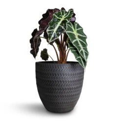 Alocasia Amazonica Polly - Elephant Ear -Greencore Store Alocasia amazonica Polly Elephant Ear 17x50cm Angle Couple Plant Pot Anthracite 24x23cm