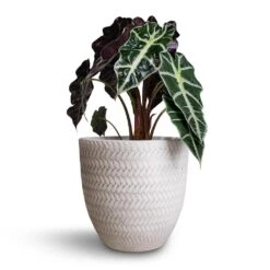Angle Couple Plant Pot - White -Greencore Store Alocasia amazonica Polly Elephant Ear 17x50cm Angle Couple Plant Pot White 24x23cm 6a0dfb71 7210 47f0 acf1 683fd38a4b97