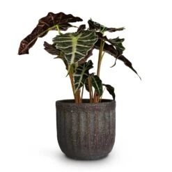 Alocasia Amazonica Polly - Elephant Ear -Greencore Store Alocasia amazonica Polly Elephant Ear 17x50cm Duncan Plant Pot Blue Gold 17x16cm 5fa021a9 7c5b 47bb b0de 8b25fb59e81c