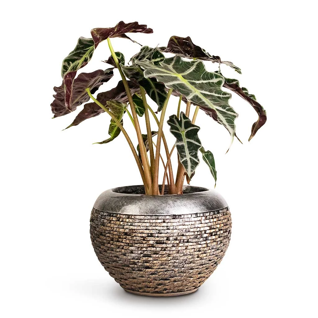 Luxe Lite Layer Globe Planter - Bronze 6 Luxe Lite Layer Globe Planter - Bronze - Image 4