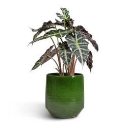 Alocasia Amazonica Polly - Elephant Ear -Greencore Store Alocasia amazonica Polly Elephant Ear 17x50cm Remi Plant Pot Green 23x25cm 66ccb8be 5302 48e1 b1bb 1928bab8aa4d