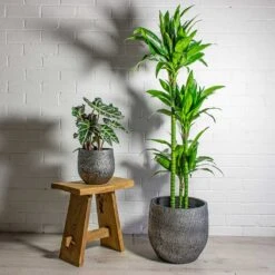 Dracaena Fragrans Janet Craig - Multi Stem -Greencore Store Alocasia amazonica Polly Elephant Ear Dracaena fragrans Janet Craig Multi Stem Evi Plant Pot Midnight Black 1889a055 507c 4744 9f2c 3bb8fc8e0d27