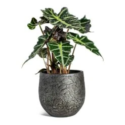 Alocasia Amazonica Polly - Elephant Ear -Greencore Store Alocasia amazonica Polly Elephant Ear Evi Plant Pot Midnight Black 22cm